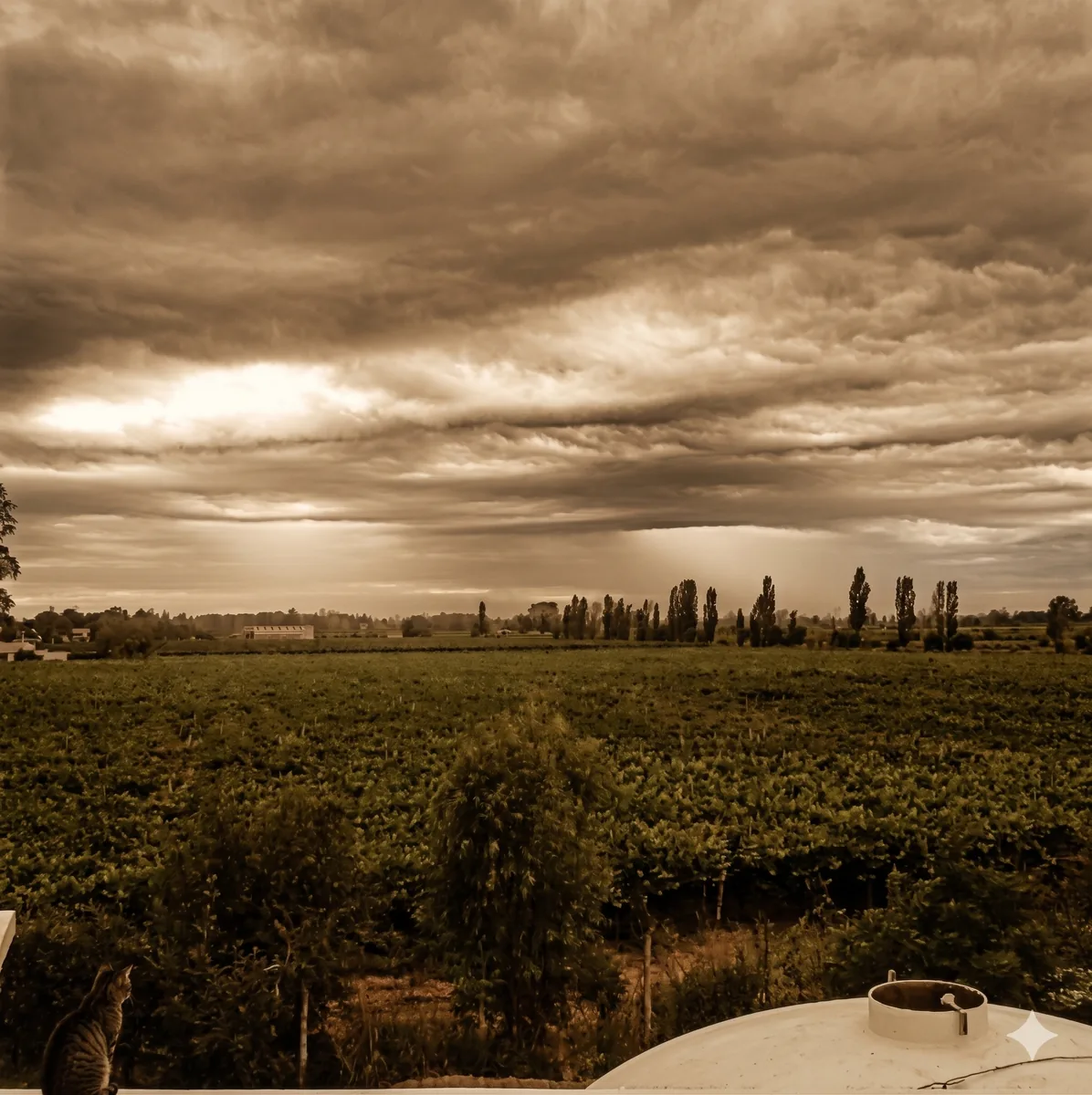 Paisaje de vi\u00f1edos mendocinos al atardecer
