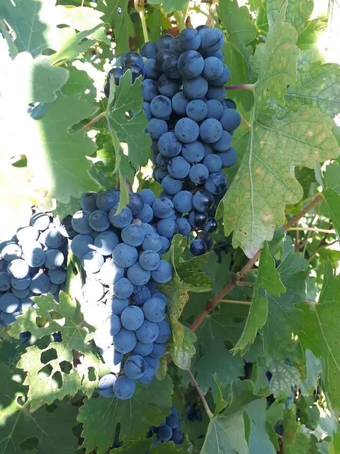 Uvas Malbec oscuras en la vid