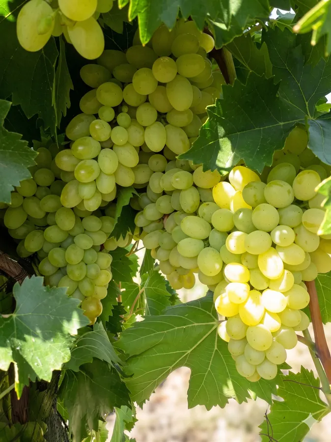 Uvas verdes Torront\u00e9s iluminadas por el sol